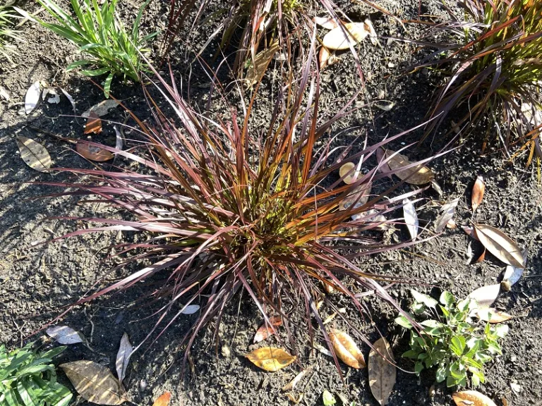 Pennisetum setaceum 'Rubrum' foliage