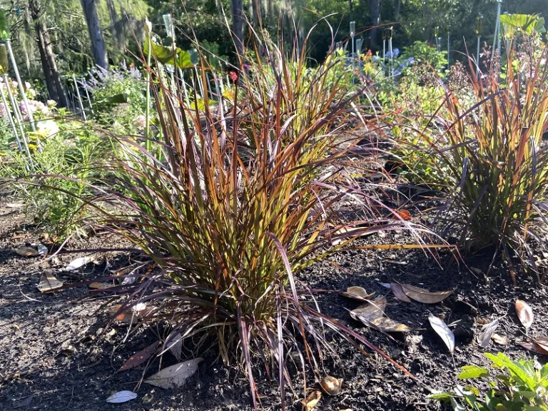 Pennisetum setaceum 'Rubrum' habit