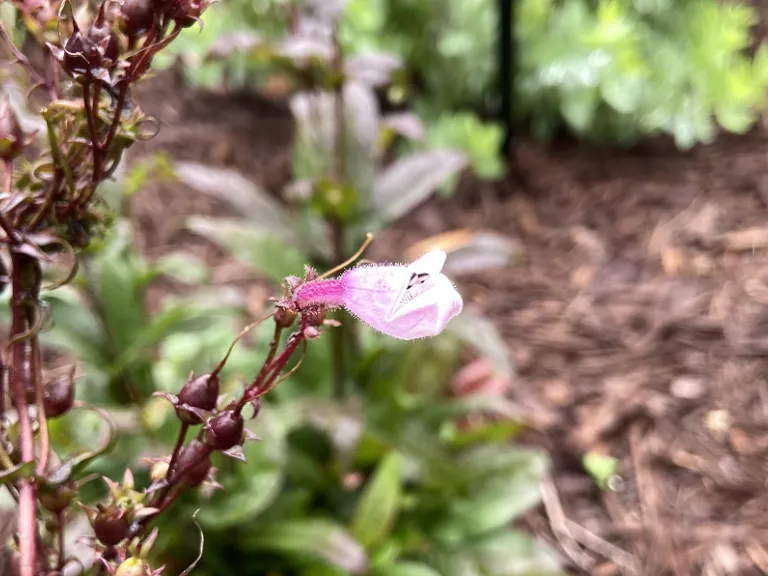 Penstemon 'Midnight Masquerade' flower