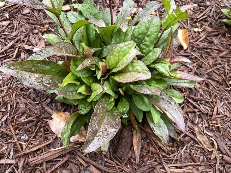 Penstemon 'Midnight Masquerade' foliage