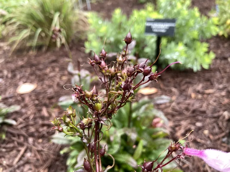 Penstemon 'Midnight Masquerade' fruit