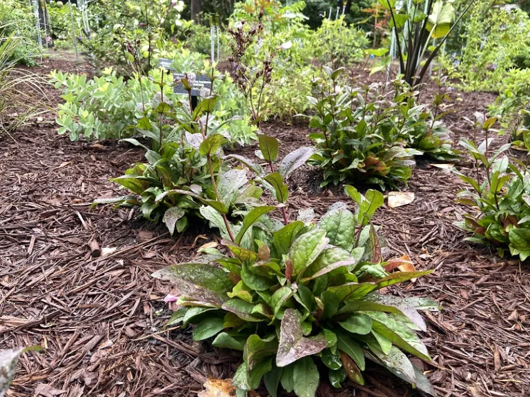 Penstemon 'Midnight Masquerade' fruiting habit