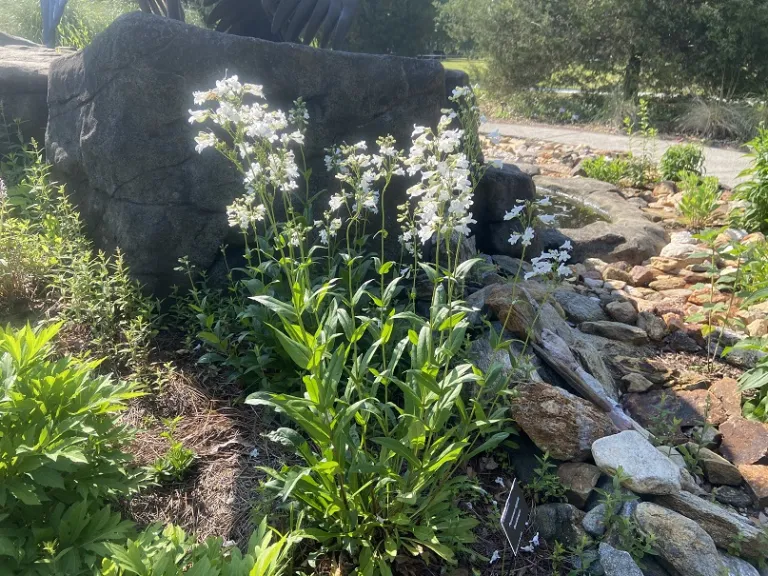 Penstemon digitalis flowering habit