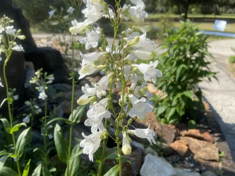 Penstemon digitalis flowers