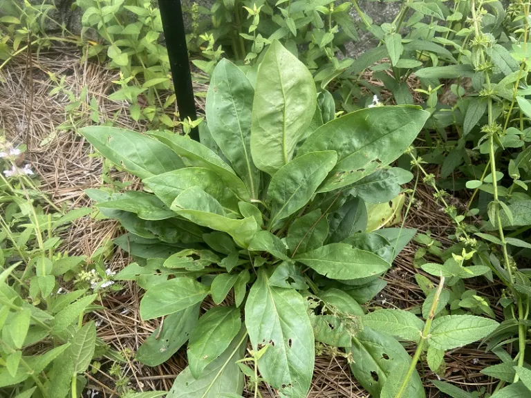 Penstemon digitalis foliage