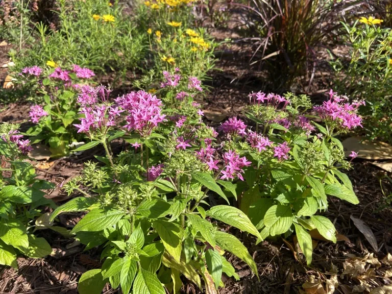 Pentas lanceolata 'PAS1141432' (Butterfly™ Orchid) flowering habit