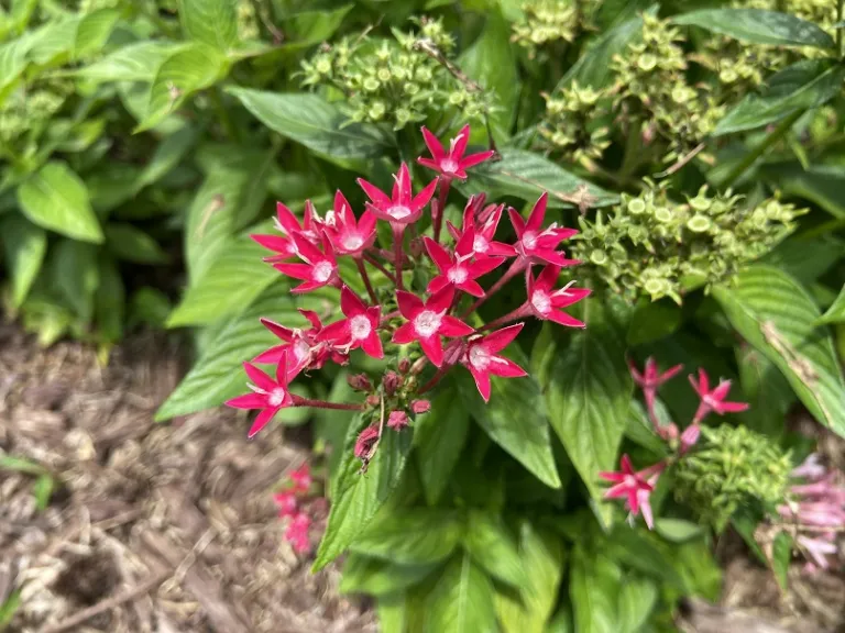 Pentas lanceolata 'PAS94613' (Butterfly™ Deep Rose) flowers