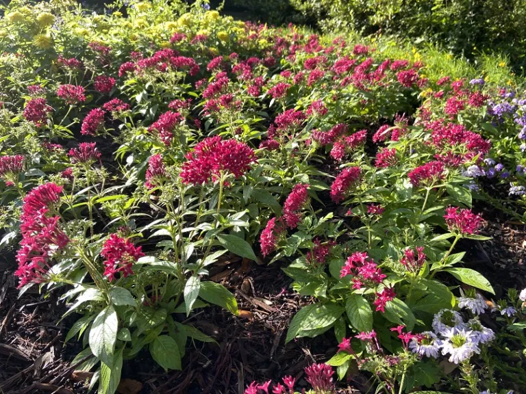 Pentas lanceolata (20/20 Graffiti Ruby) flowering habit