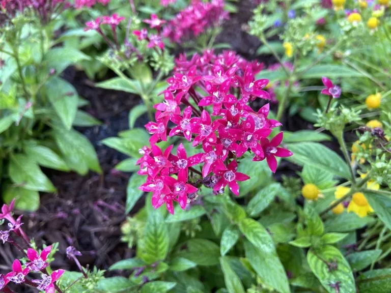 Pentas lanceolata (20/20 Graffiti Ruby) flowers