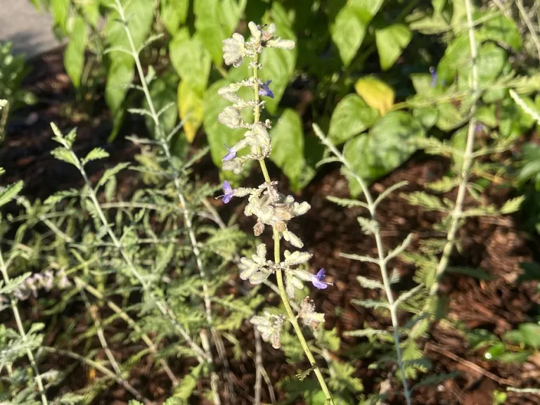 Perovskia atriplicifolia flowers