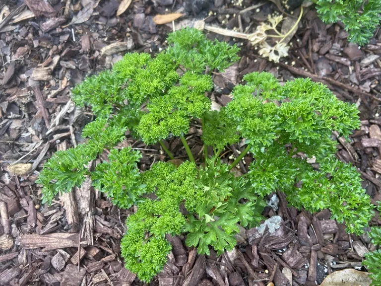 Petroselinum crispum 'Wega' foliage