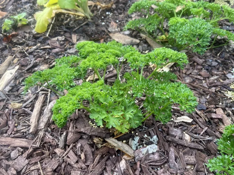 Petroselinum crispum 'Wega' habit