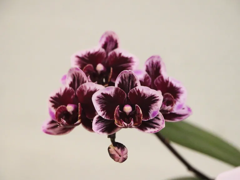 Phalaenopsis Miki Black Angel '364' flowers