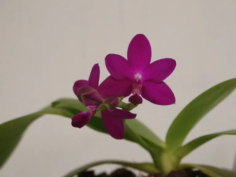 Phalaenopsis Sapphire's Galah flower