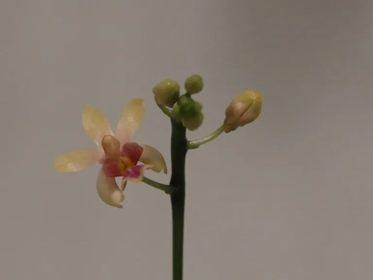 Phalaenopsis deliciosa flower