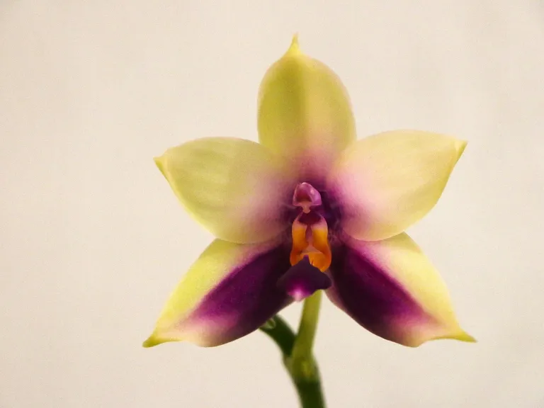 Phalaenopsis tetraspis 'Yong Blue' flower