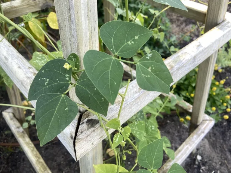 Phaseolus lunatus 'Aubrey Deane' foliage