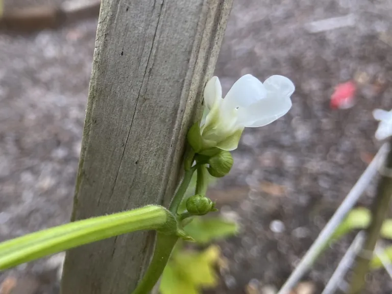 Phaseolus vulgaris 'Blue Lake' flower