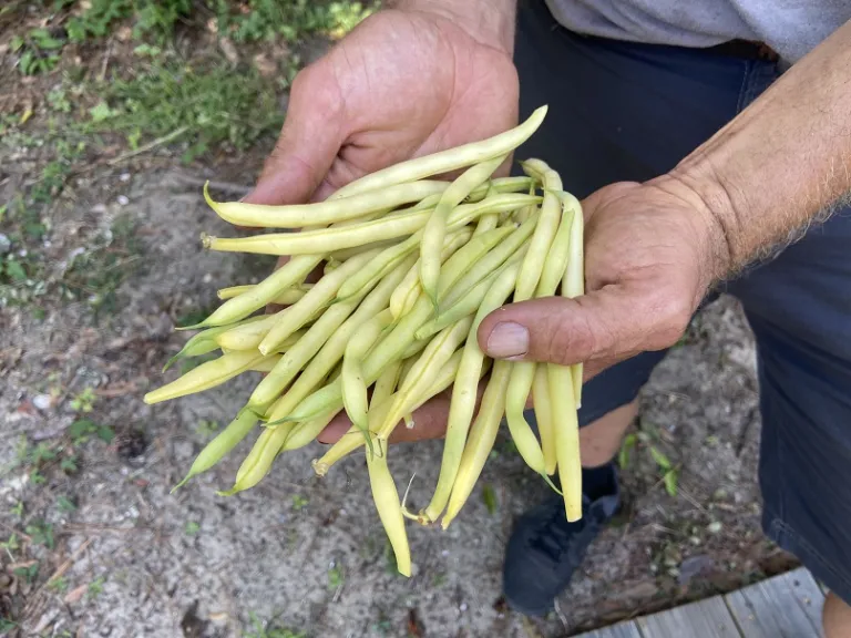 Phaseolus vulgaris 'Gold Rush' fruit