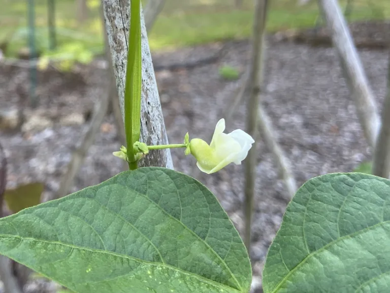 Phaseolus vulgaris 'Seychelles' flower