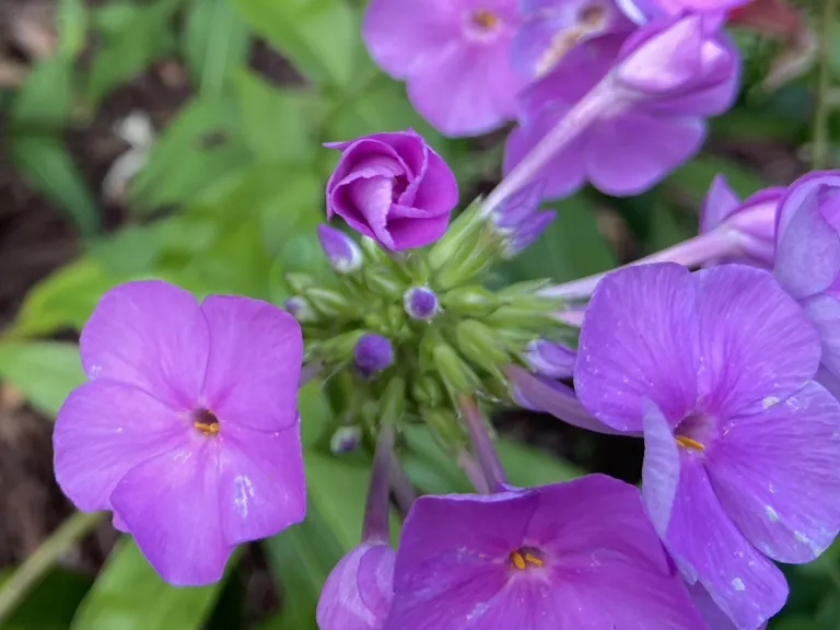 Phlox 'Fashionably Early Flamingo' flower bud