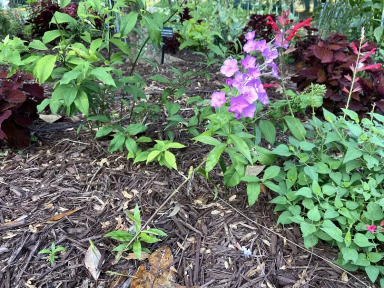 Phlox 'Fashionably Early Flamingo' flowering habit