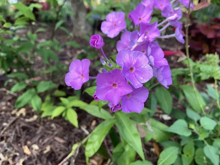 Phlox 'Fashionably Early Flamingo' flowers