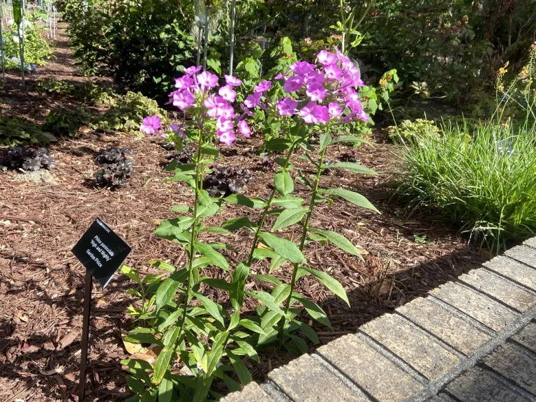 Phlox paniculata 'High and Mighty' flowering habit