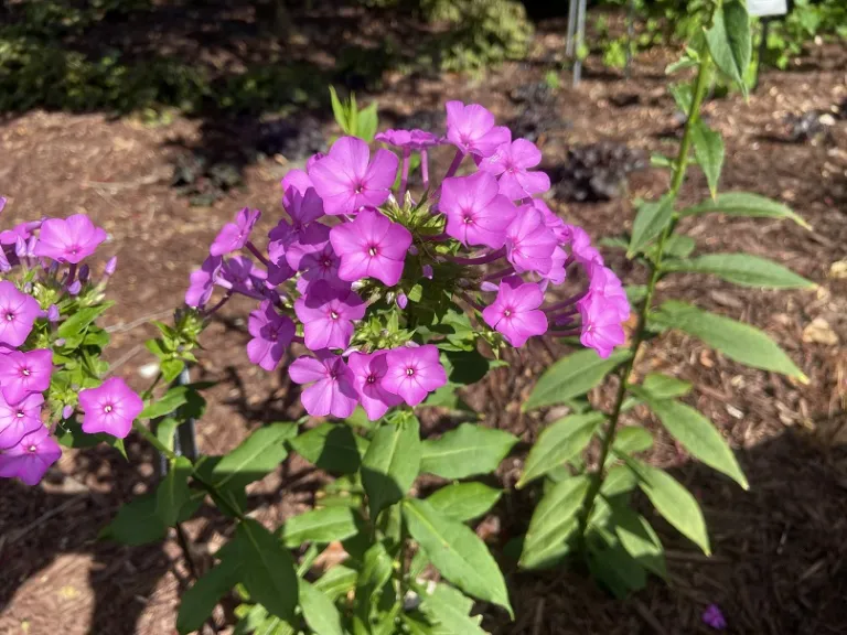 Phlox paniculata 'High and Mighty' flowers