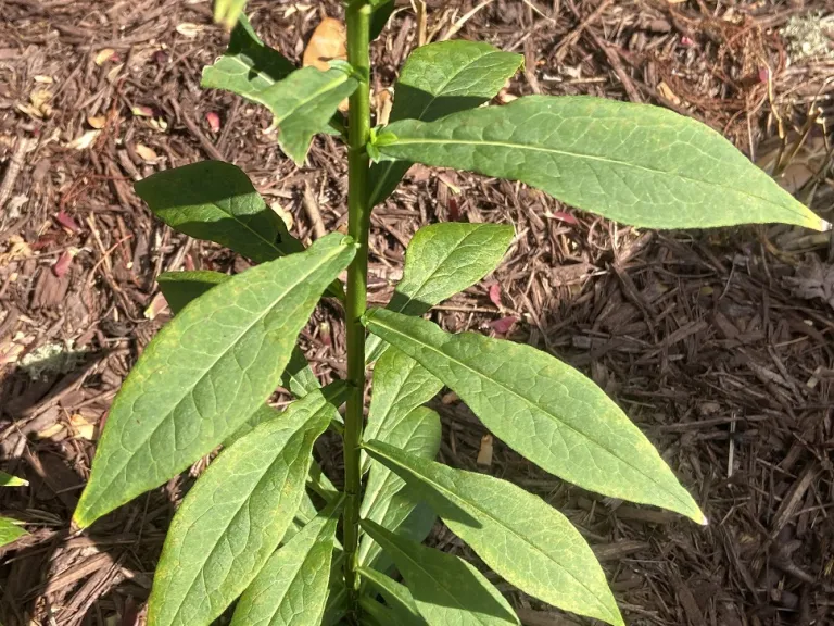 Phlox paniculata 'High and Mighty' foliage