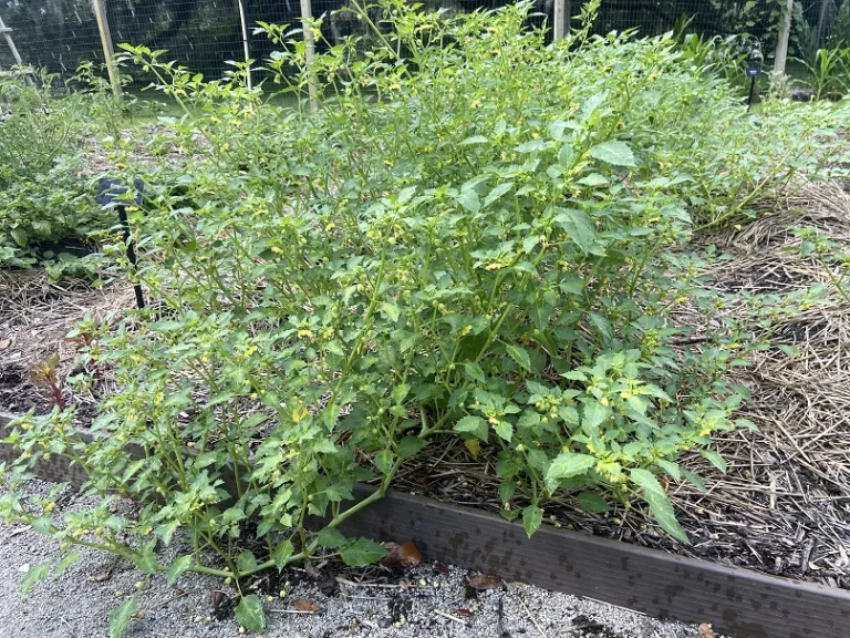 Physalis philadelphica 'Toma Verde' habit