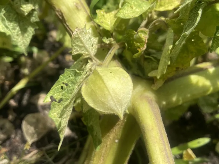 Physalis pruinosa 'Mary’s Niagara' fruit