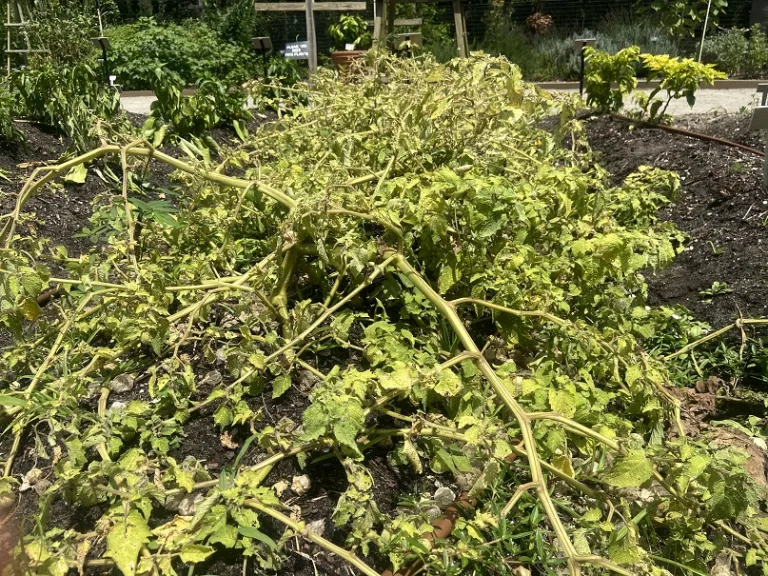 Physalis pruinosa 'Mary’s Niagara' habit