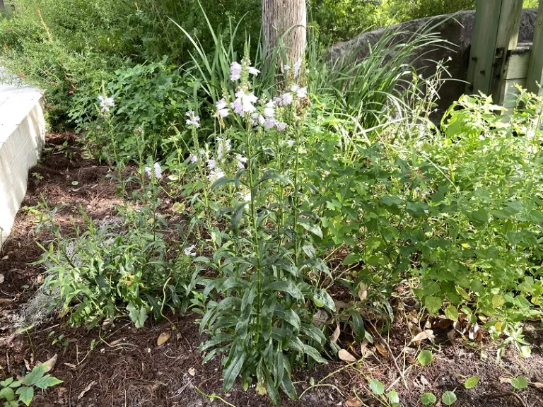 Physostegia virginiana flowering habit