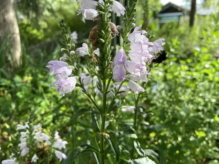 Physostegia virginiana flowers