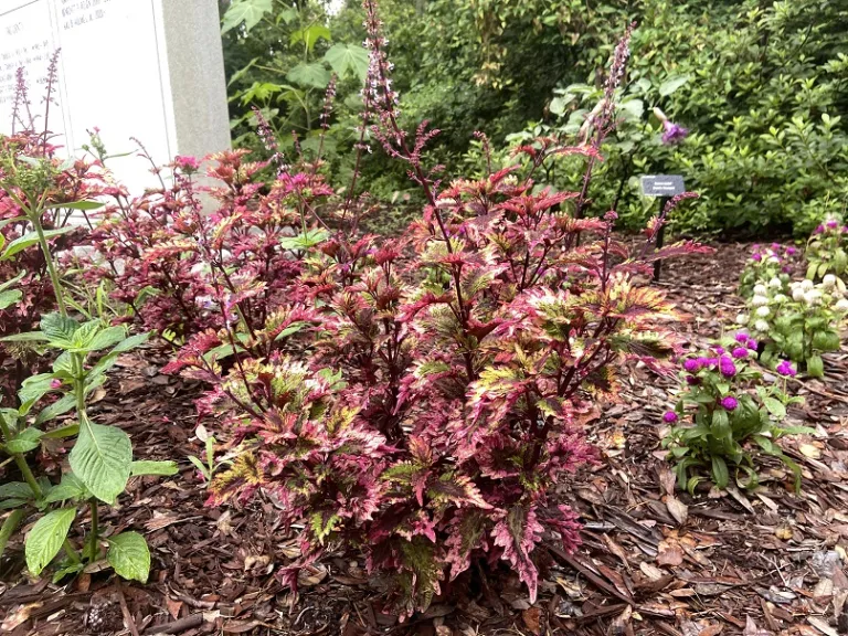 Plectranthus scutellarioides 'Barracuda' (Under The Sea®) habit