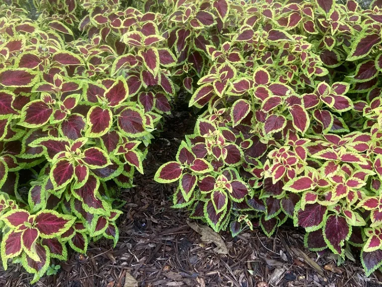 Plectranthus scutellarioides 'Fairway Ruby' habit