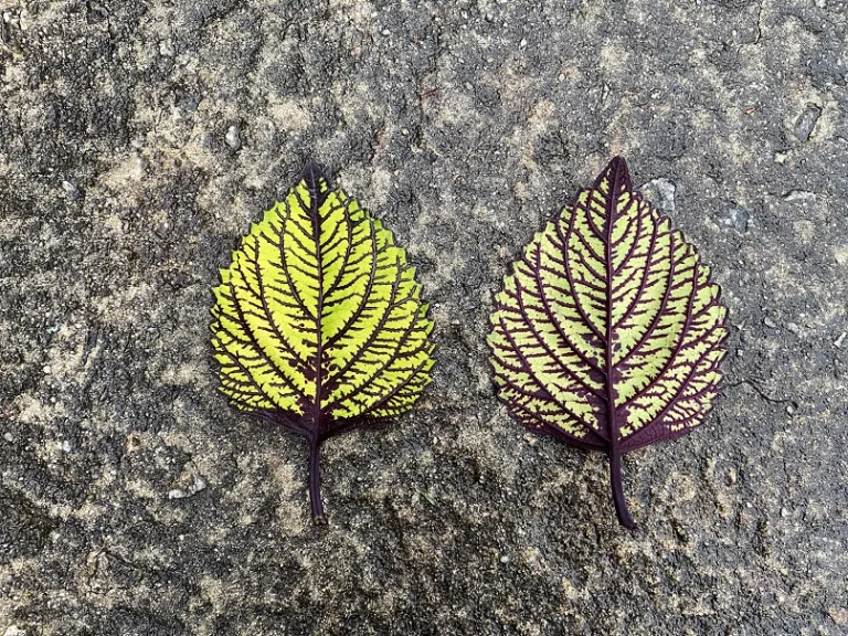 Plectranthus scutellarioides 'Fishnet Stockings' leaf front and back