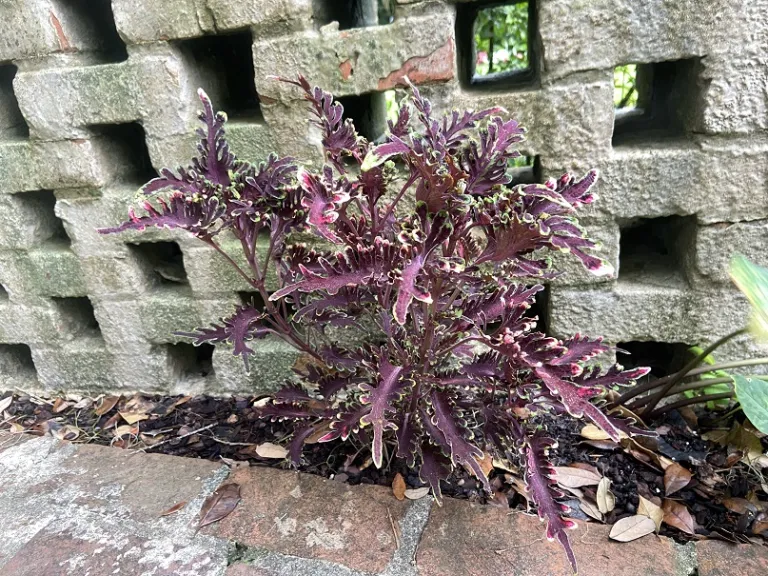 Plectranthus scutellarioides 'Kiwi Fern' (Stained Glassworks™ Series) habit