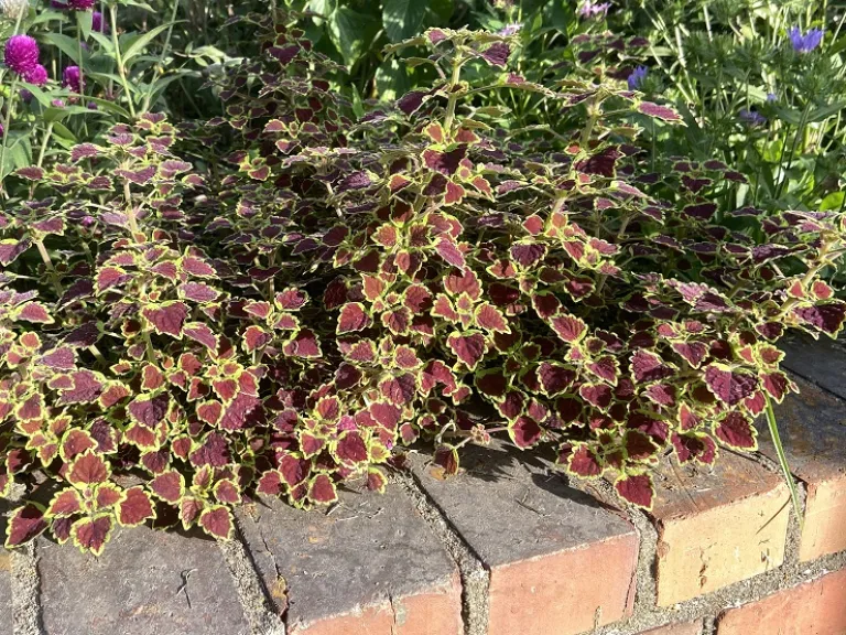 Plectranthus scutellarioides 'Trailing Monarch' (Stained Glassworks™ Series) habit