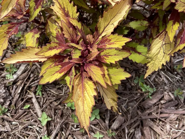 Plectranthus scutellarioides 'UF12-73-5' (FlameThrower™ Spiced Curry) foliage