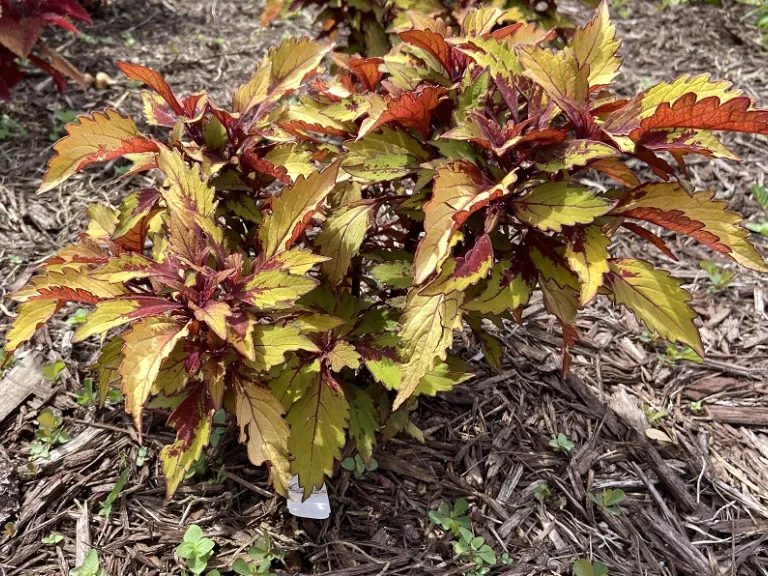 Plectranthus scutellarioides 'UF12-73-5' (FlameThrower™ Spiced Curry) habit