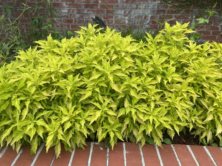 Plectranthus scutellarioides 'UF14-24-1' (FlameThrower™ Salsa Verde) habit