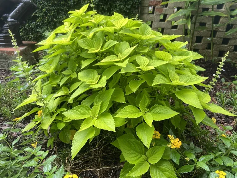 Plectranthus scutellarioides 'UF16-27-1' (Mainstreet™ Chartres Street) habit