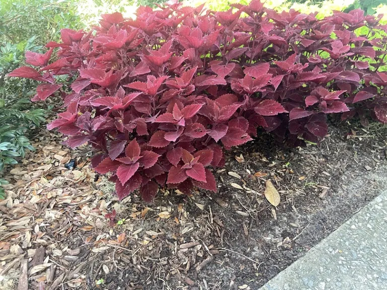 Plectranthus scutellarioides 'UF17-64-1' (Mainstreet™ Beale Street) habit