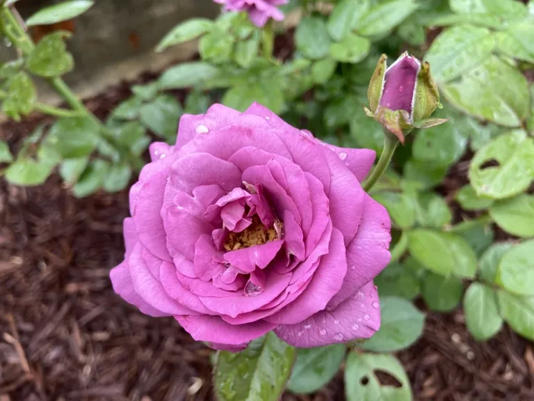 Rosa 'KORvodacom' (Plum Perfect Sunbelt®) flower 