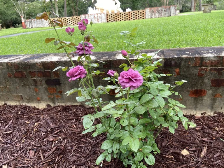 Rosa 'KORvodacom' (Plum Perfect Sunbelt®) habit