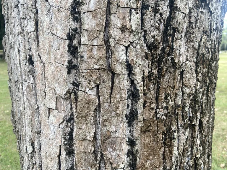 Populus deltoides bark