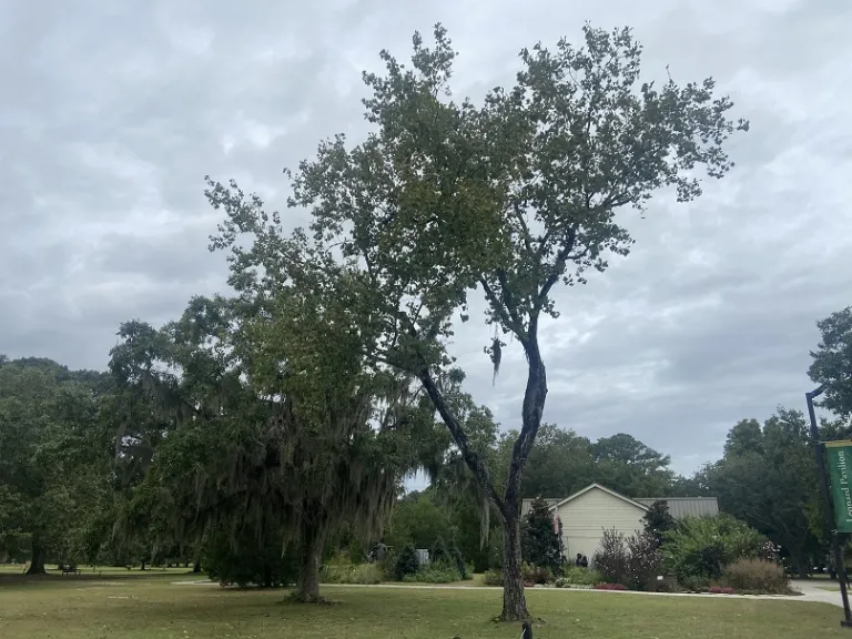 Populus deltoides habit