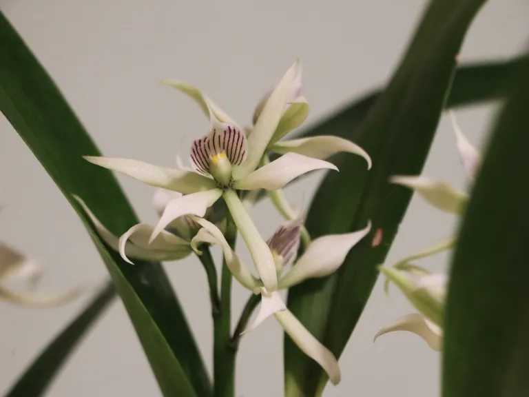 Prosthechea fragrans flowers